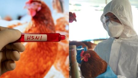 ABD’de kuş gribi denetimden çıktı: Pandemi kapıda mı?