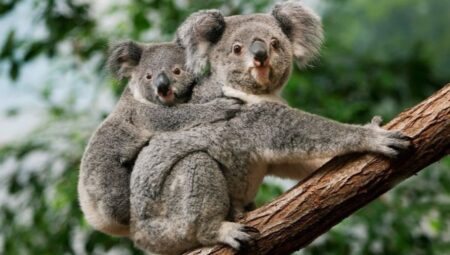 Avustralya’da yüzlerce koala helikopterden vurularak öldürüldü