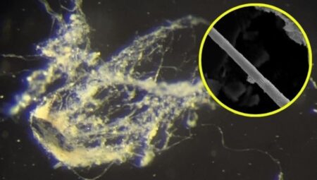 Elektriği taşıyabilen bakteri keşfedildi