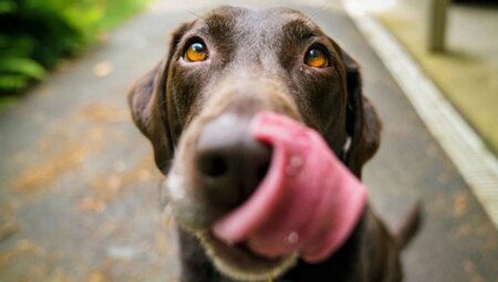 Köpekler neden dışkı yer?