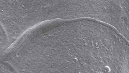 Antarktika’da 50 milyon yaşında sperm bulundu