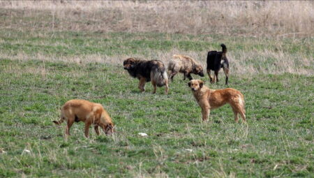Hindistan Yüksek Mahkemesi’nden sahipsiz köpek kararı