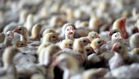 Almanya’da kuş gribi alarmı: Kümesler kapandı, panayırlar iptal