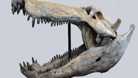 Dinozorlarla beslenen bir timsah keşfedildi