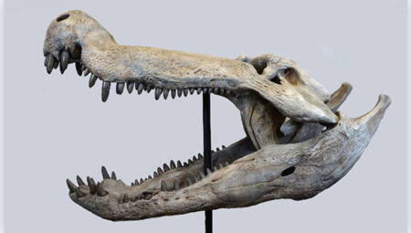 Dinozorlarla beslenen bir timsah keşfedildi
